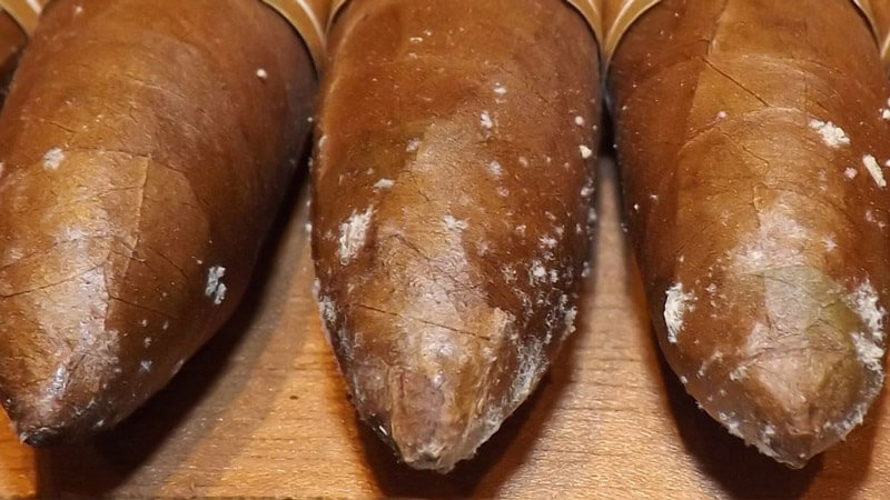 Xì gà bị Mốc ? Cách nhận biết giữ xì gà mốc và xì gà lên "tuyết"