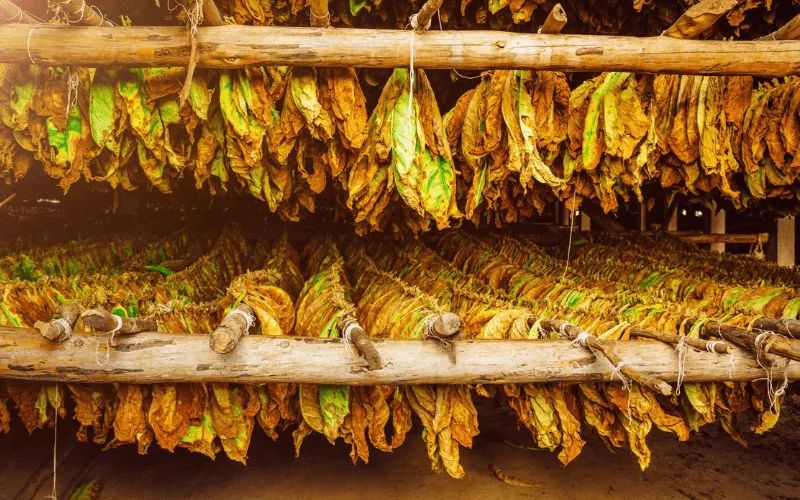 Quy Trình Làm Xì Gà Từ A-Z: Từ Gieo Trồng Đến Thành Phẩm