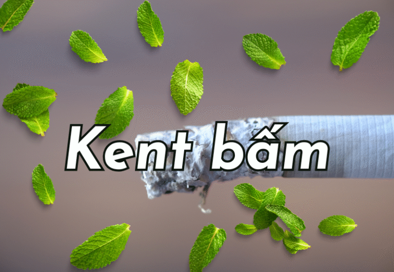 Khám phá Thế Giới Kent: Các Loại, Hương Vị Độc Đáo và Giá Bán Ra ấn Tượng!